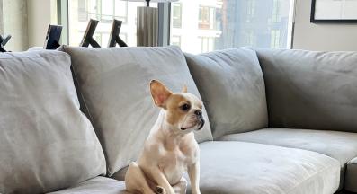 куче диван урина