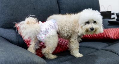 куче диван урина