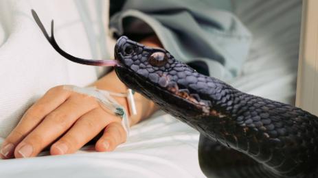 жена змия пепелянка