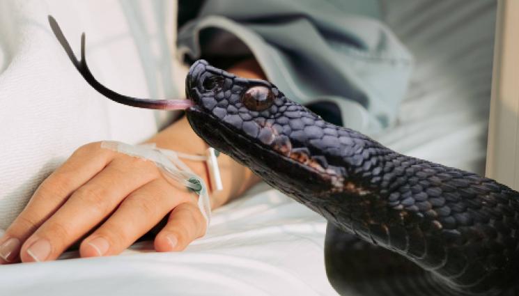 жена змия пепелянка - УЖАС: Змия прати млада жена в реанимация!