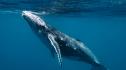 Два кита белуга бяха евакуирани от Украйна 