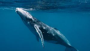 Два кита белуга са били евакуирани от аквариум в разкъсваната