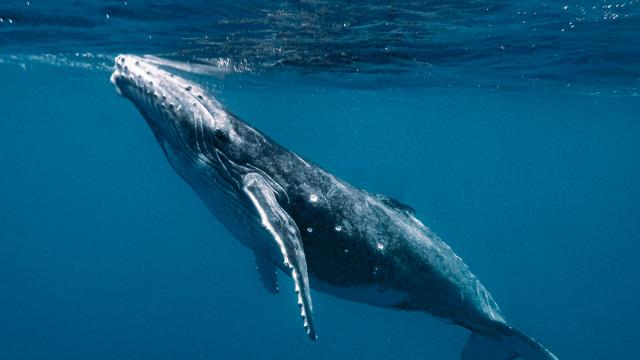 Два кита белуга бяха евакуирани от Украйна 