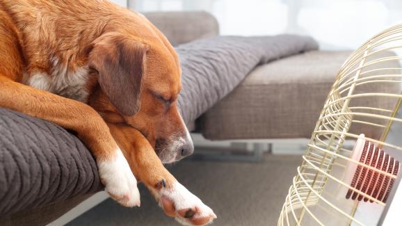 Най-големите летни опасности за здравето на кучетата
