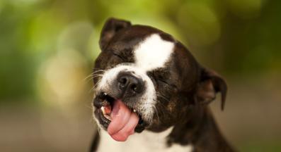 куче отвращение