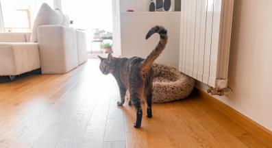 котка у дома