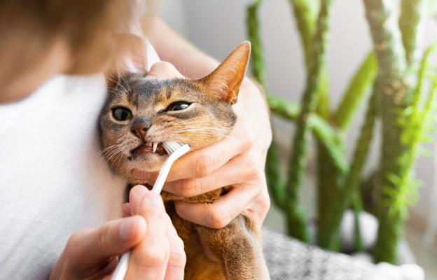 грижа за зъбите на котката