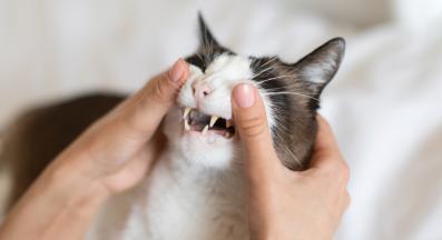 грижа за зъбите на котката