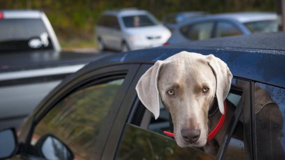 Как да успокоим кучето си при пътуване с кола