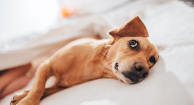 куче събужда