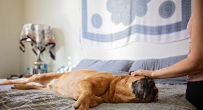 куче събужда