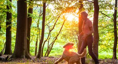 куче разходка