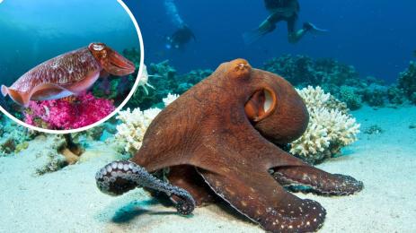 октопод калмари