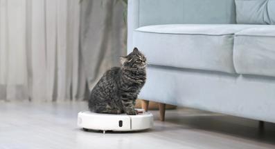 домашна котка