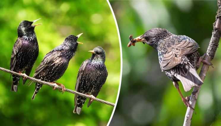 скорец - Необикновеният обикновен скорец