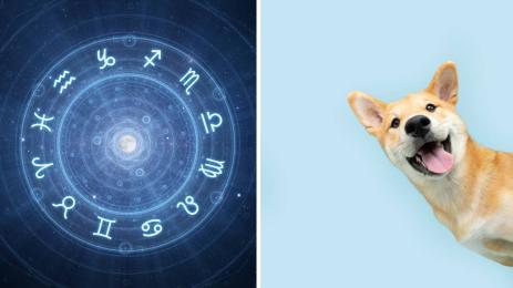 зодиакални знаци кучета