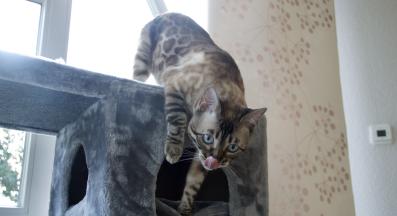 котка и котешко дърво