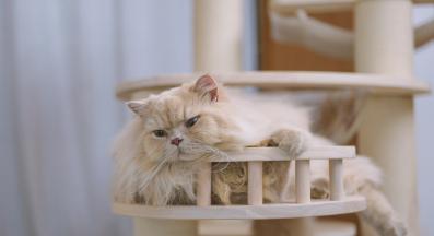 котка и котешко дърво