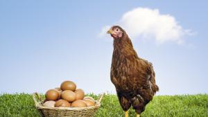 Внасяме все повече пилешкомесо и яйца у нас показват данните