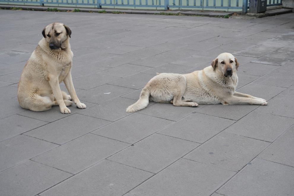 Снимката е илюстративна