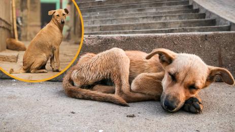 бездомни кучета