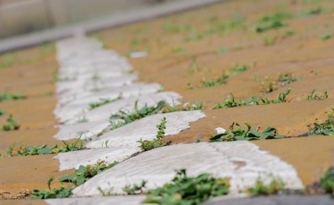 жълти павета