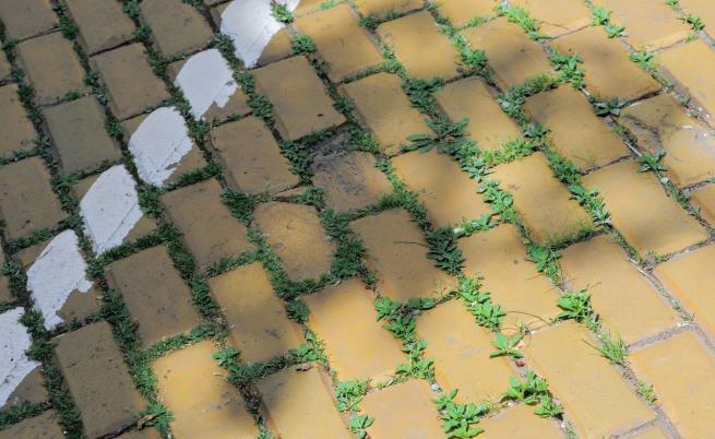 жълти павета