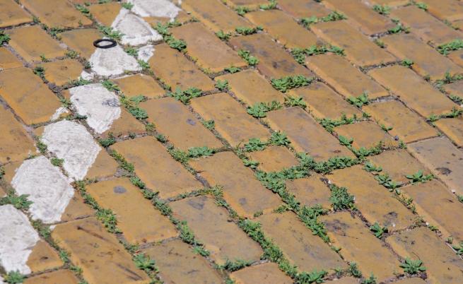 жълти павета