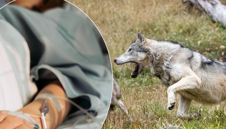 вълци - Вълци разкъсаха жена в зоопарк!