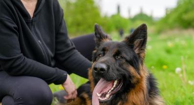 Немска овчарка