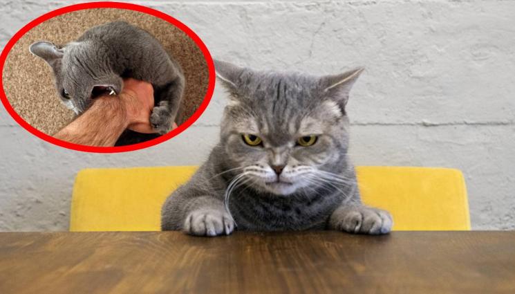 котка - Отровни цветя и растения за котките