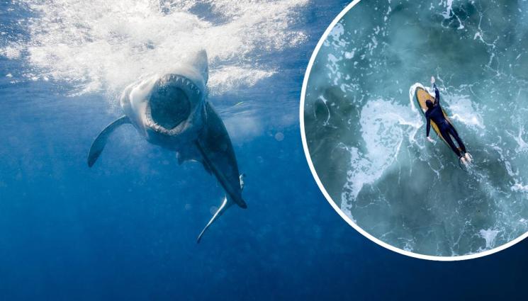 акула - КЪРВАВ УЖАС: Акула разкъса звезда от 