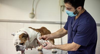 куче артрит