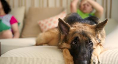 куче артрит