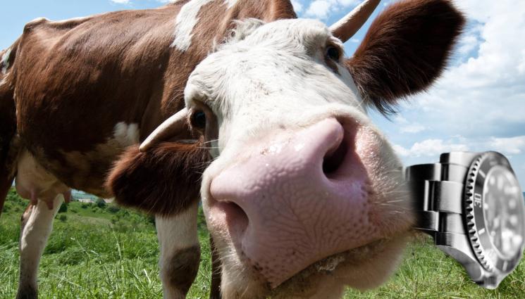 крава - ПОЛОВИН ВЕК ПО-КЪСНО: Фермер си намери ролекса, глътнала го крава!