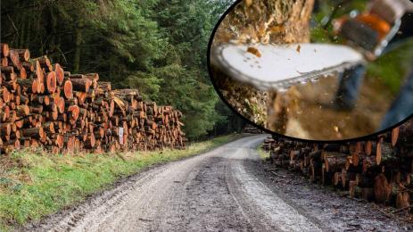 дърводобив