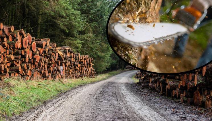 дърводобив - Отсечено дърво премаза и уби мъж в Родопите