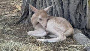 Ново сладко бебе радва посетителите на зоопарка във Варна Появи