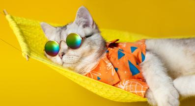 котка през лятото