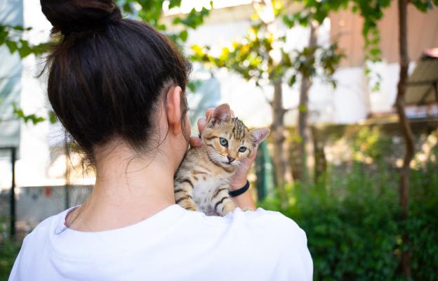 котка през лятото