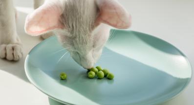 домашна котка