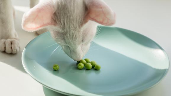 Могат ли котките да ядат грах?