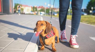 куче разходка