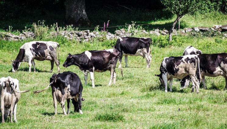 крави - ФЕРМИ ПРИЗРАЦИ: Изловиха стотици „виртуални“ говеда в Родопите!
