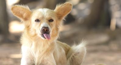 куче игнорира