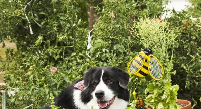 куче босилек