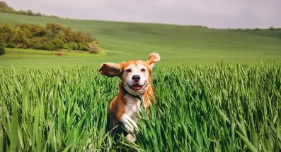 куче смешно