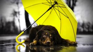 куче дъжд