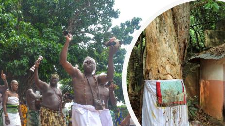 Дървото на забравата