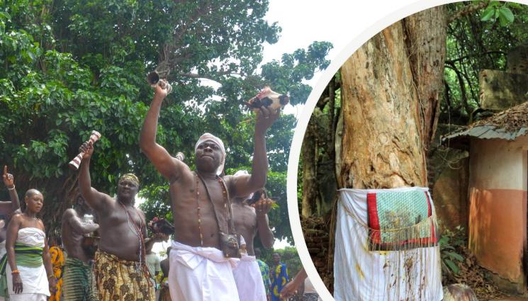 Дървото на забравата - В ЦЕНТЪРА НА ВУДУ РЕЛИГИЯТА: Буря събори Дървото на забравата!